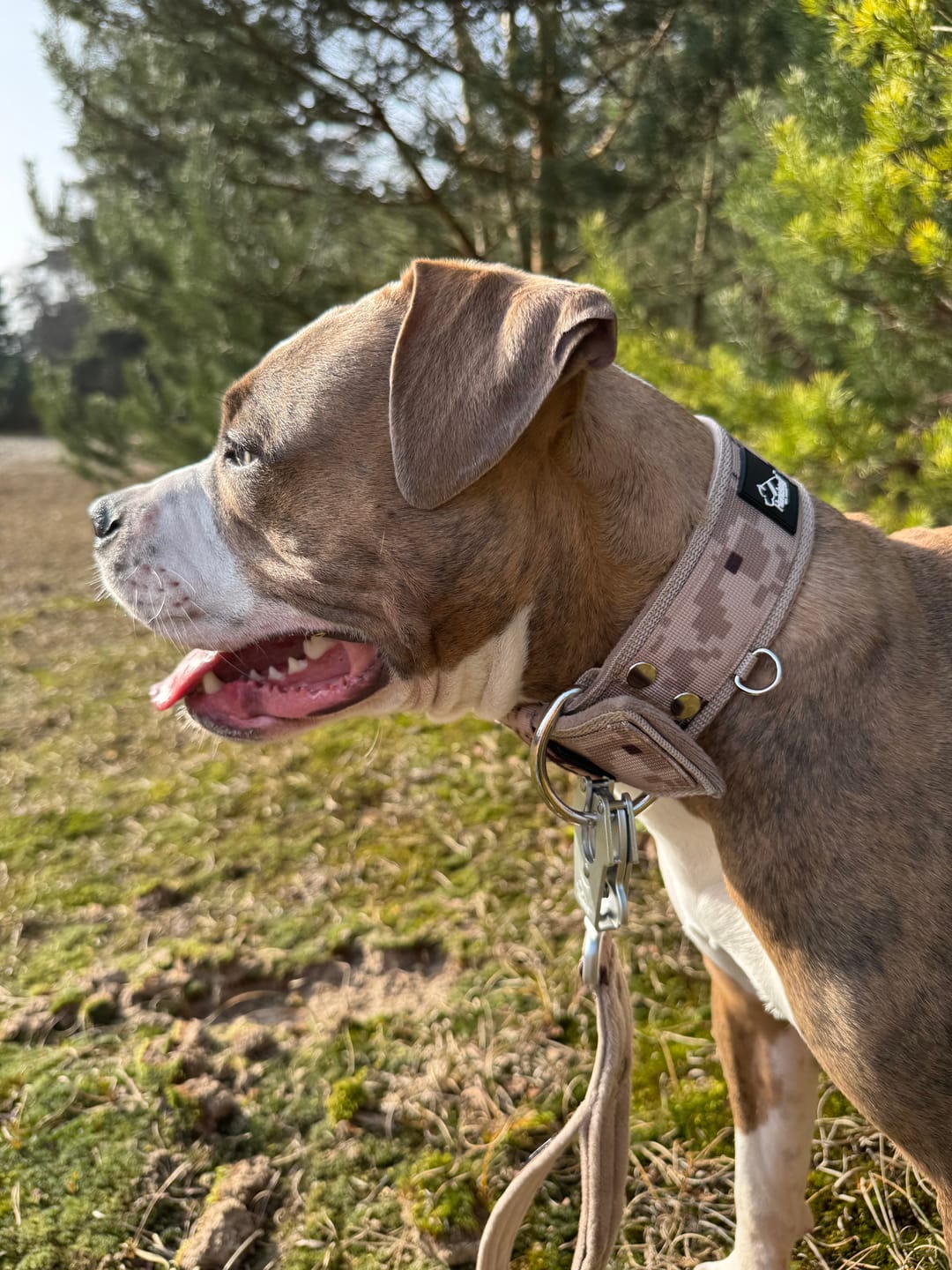 Customer photo review of Active Komfort Camo Beige - Brett slitstarkt hundhalsband med spänne
