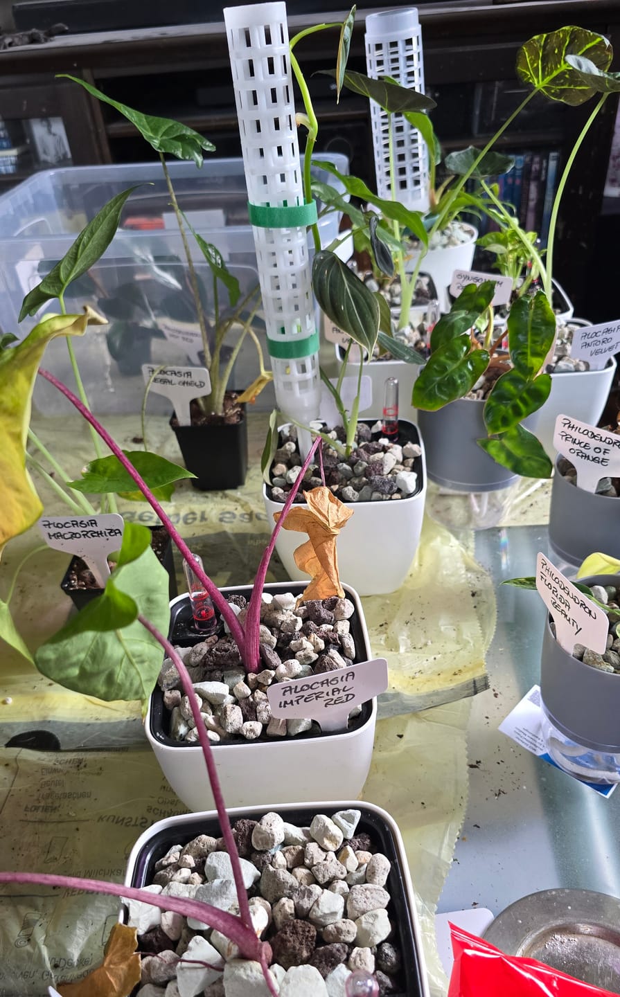 Customer photo review of SAD-PLANT-SET