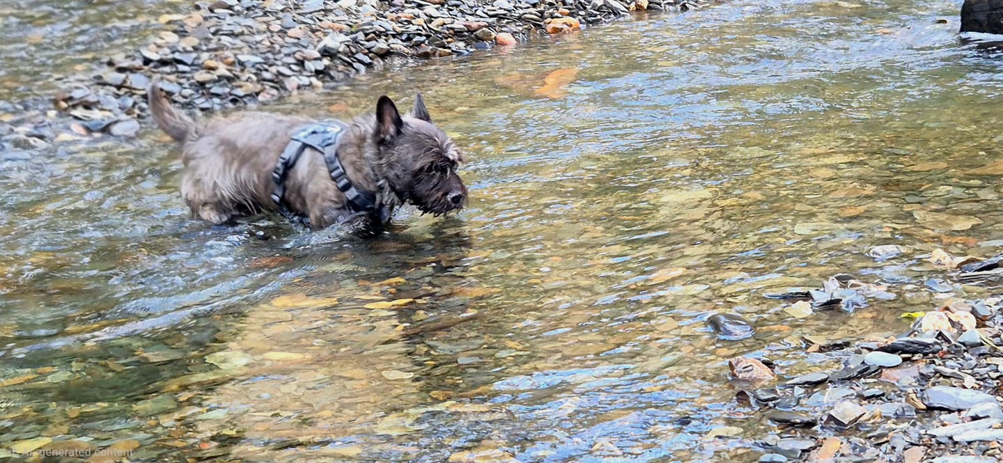 Customer photo review of Trail & Glow Tweed Dog Harness - Forest Tweed