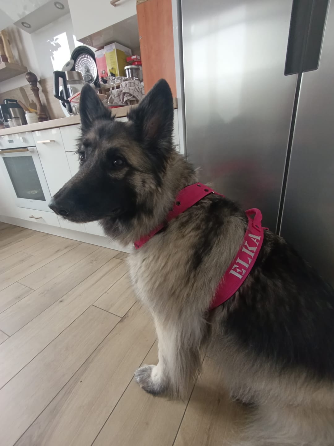 Customer photo review of Hundsele med namn