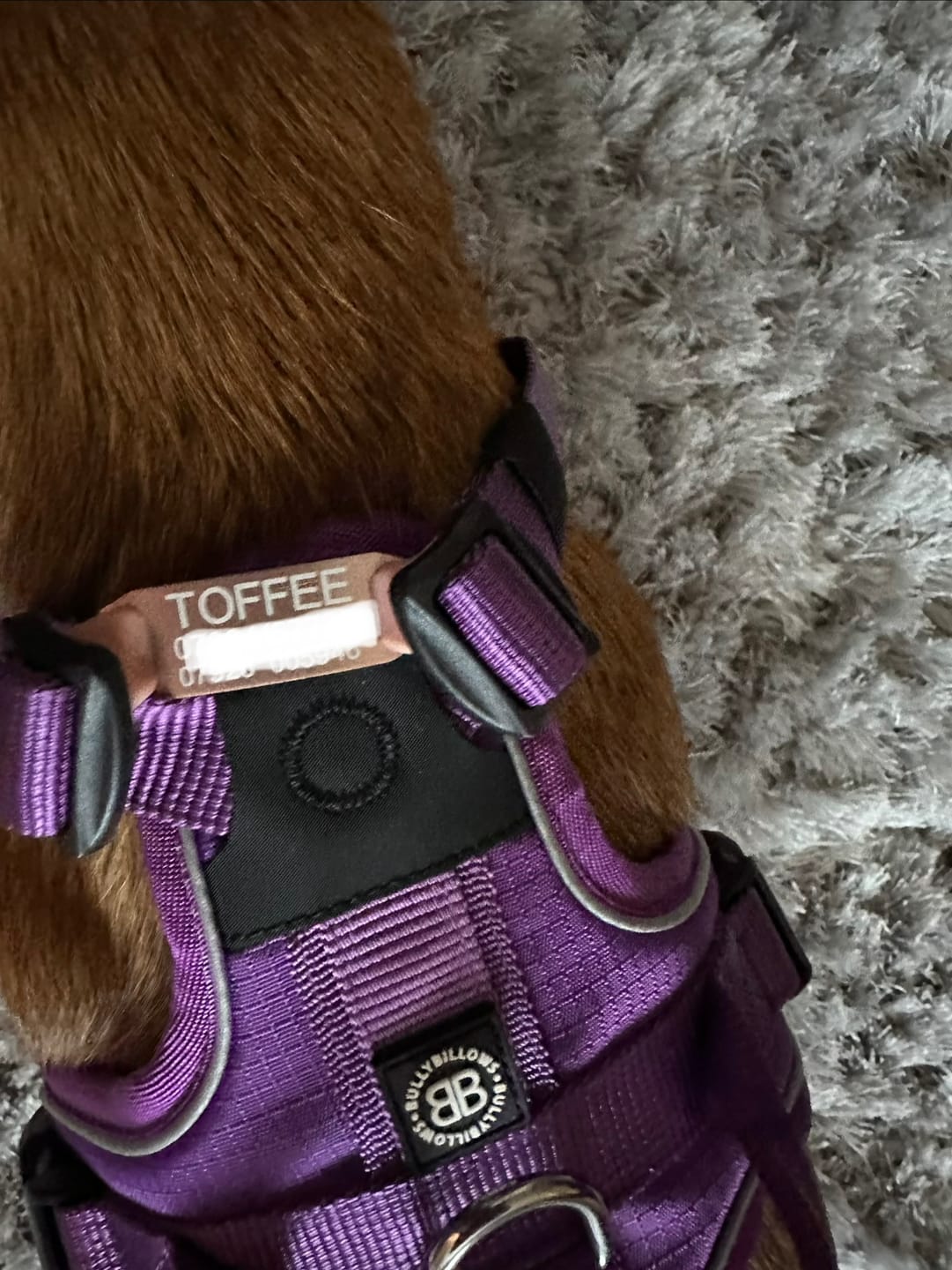 Customer photo review of Dog ID Attachment Tag (6 Colour Choices)