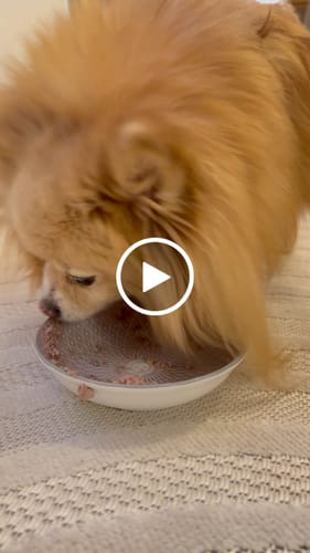 Customer video review of Frischfutter für Energiebedarf von 263 kCal/Tag