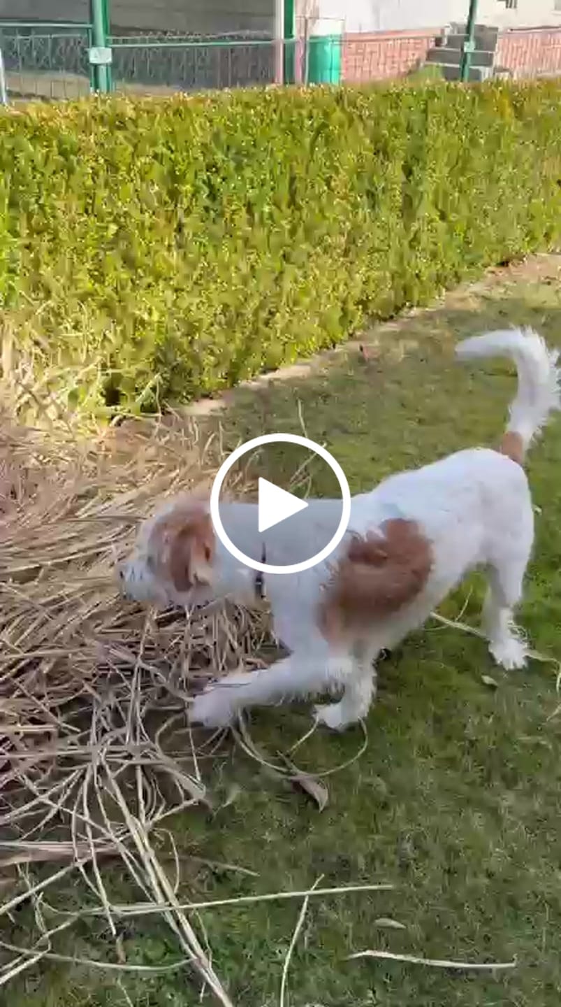 Customer video review of Wurmtest Basic Hund