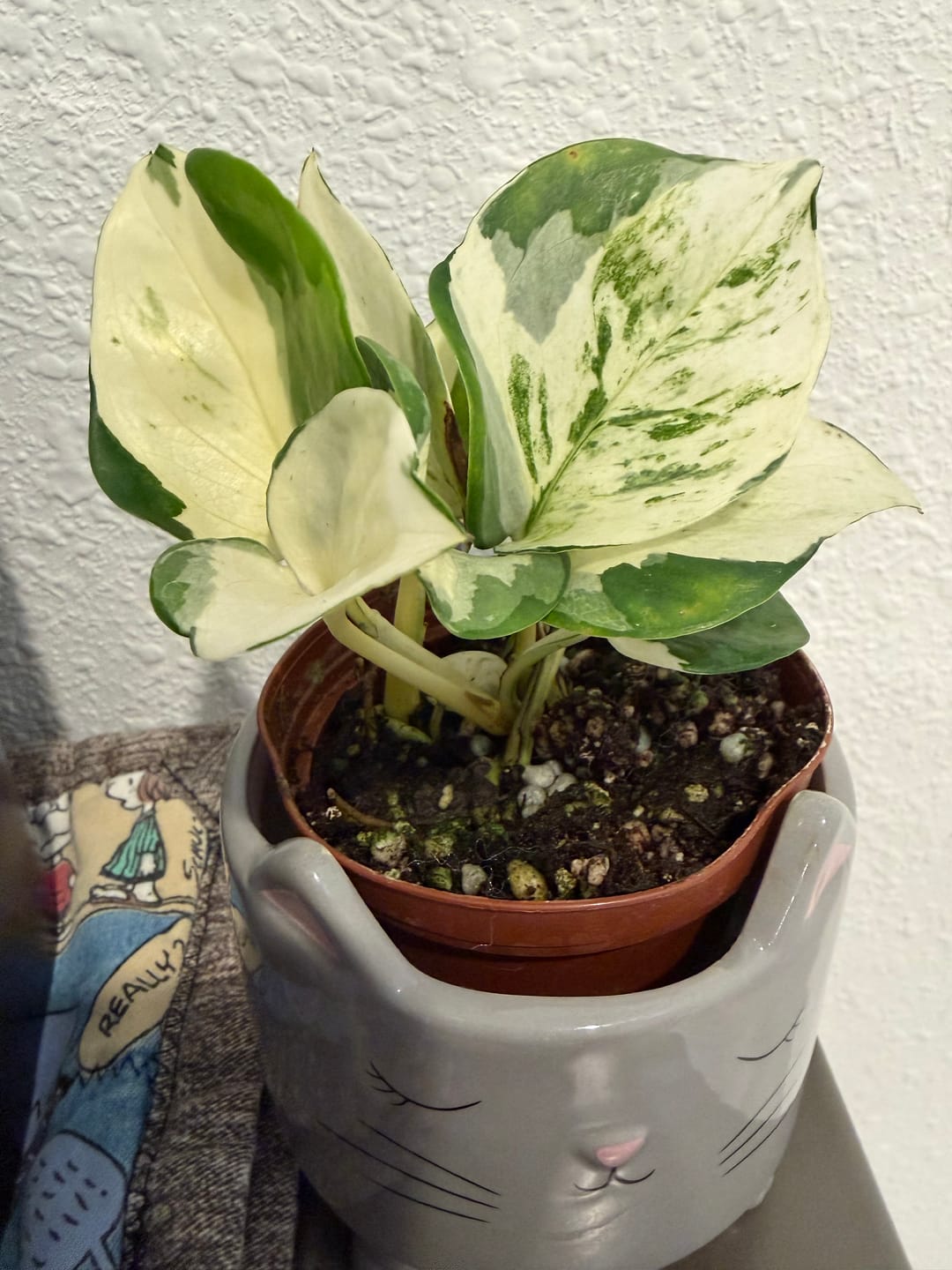 Customer photo review of Pothos Epipremnum aureum 'Manjula'