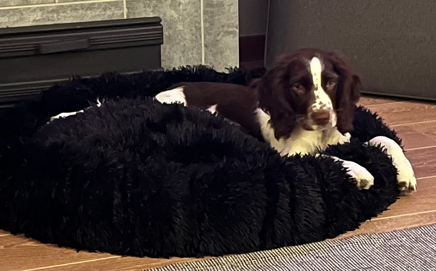 Customer photo review of Pet Perfect Fluffy Donut Hondenmand - Rond - Wasbaar