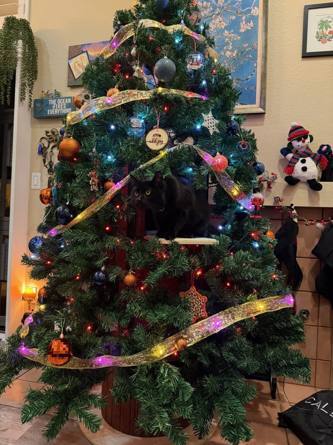 Customer photo review of Cat Christmas Tree - Sep 2026