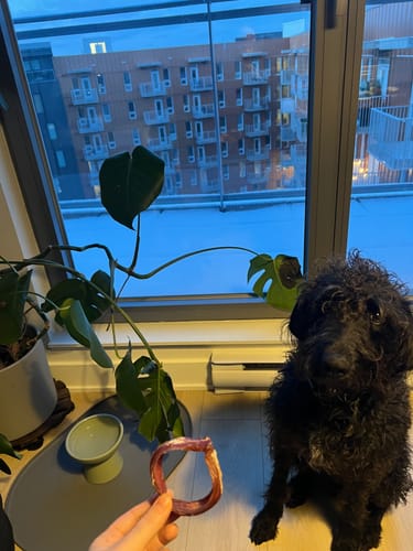 Customer holding a Small Bully Stick Ring in front of a small black dog sitting patiently indoors.