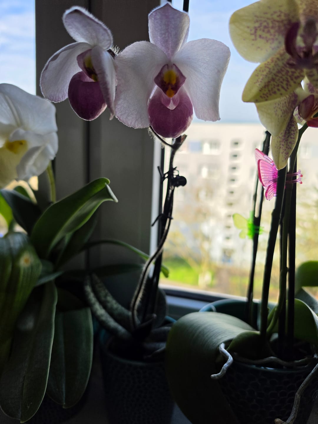 Customer photo review of Frauenschuh Paphiopedilum Black Jack mit 1 Rispe