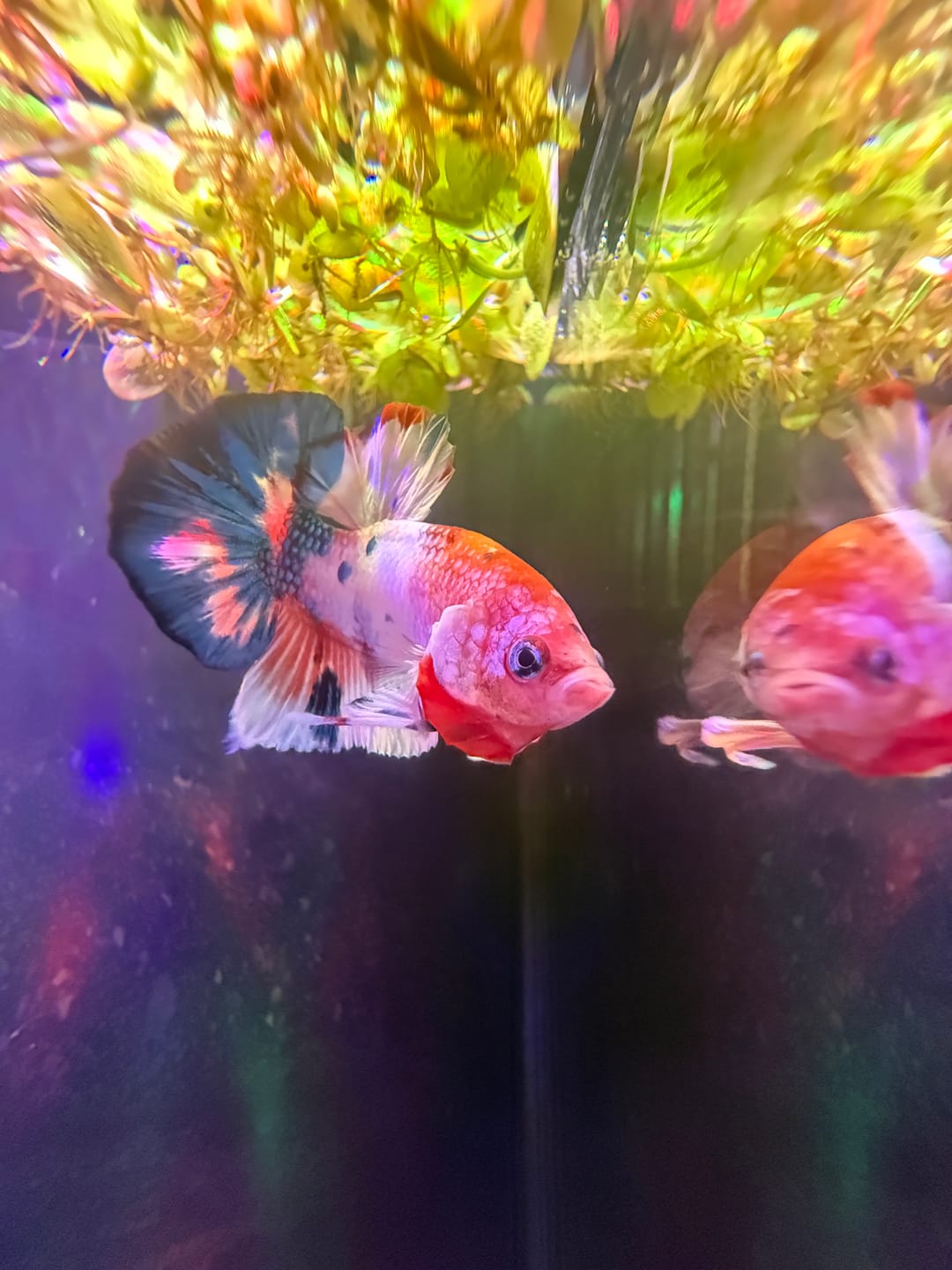 Customer photo review of Metallic Plakat Betta Fish | You Pick Betta | Exotic Fish