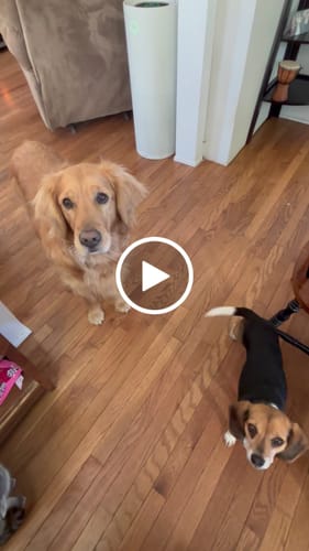 Customer video review of Smoked Duck Feet