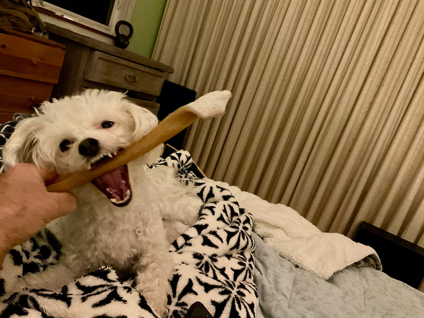 Customer photo review of 10-12 Inch Beef Cheek Sticks