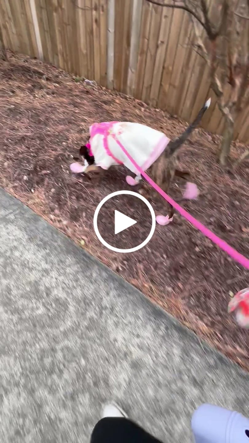 Customer video review of WagWellies® by wagwear