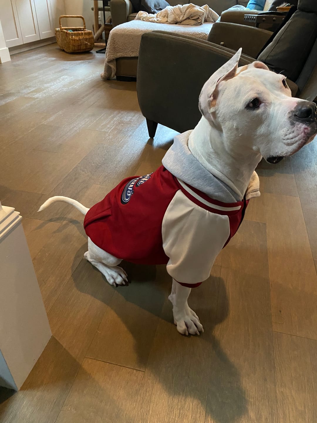 Customer photo review of Dog Varsity Jacket - Red