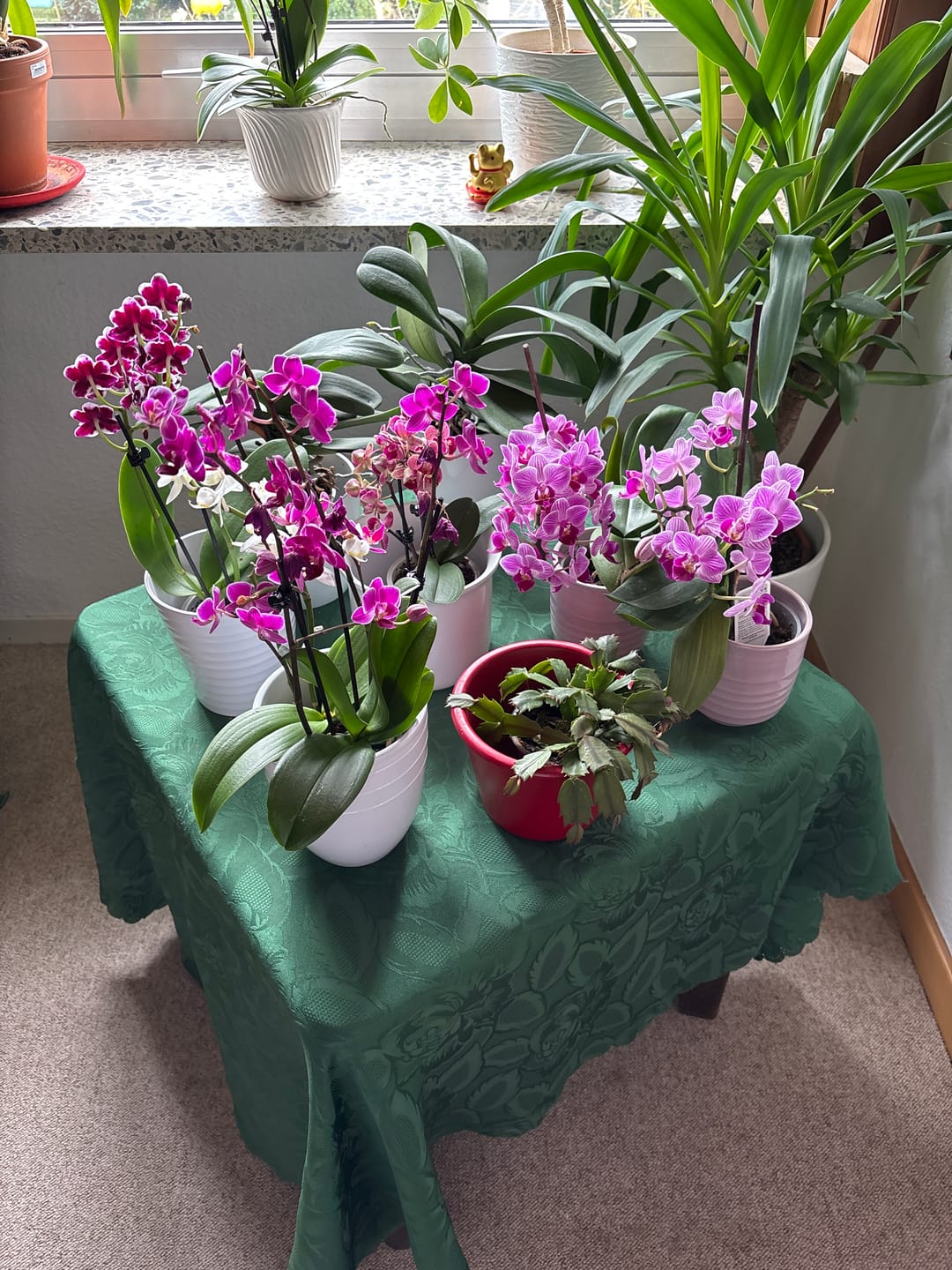 Customer photo review of Cocktail Orchidee mit violett-weißen Blüten und 5+ Rispen