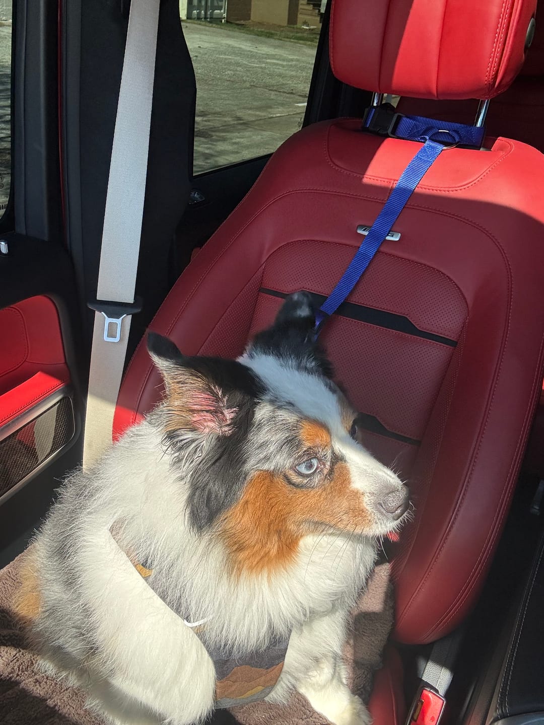 Customer photo review of 2 Pack Headrest Car Dog Safety Seatbelt