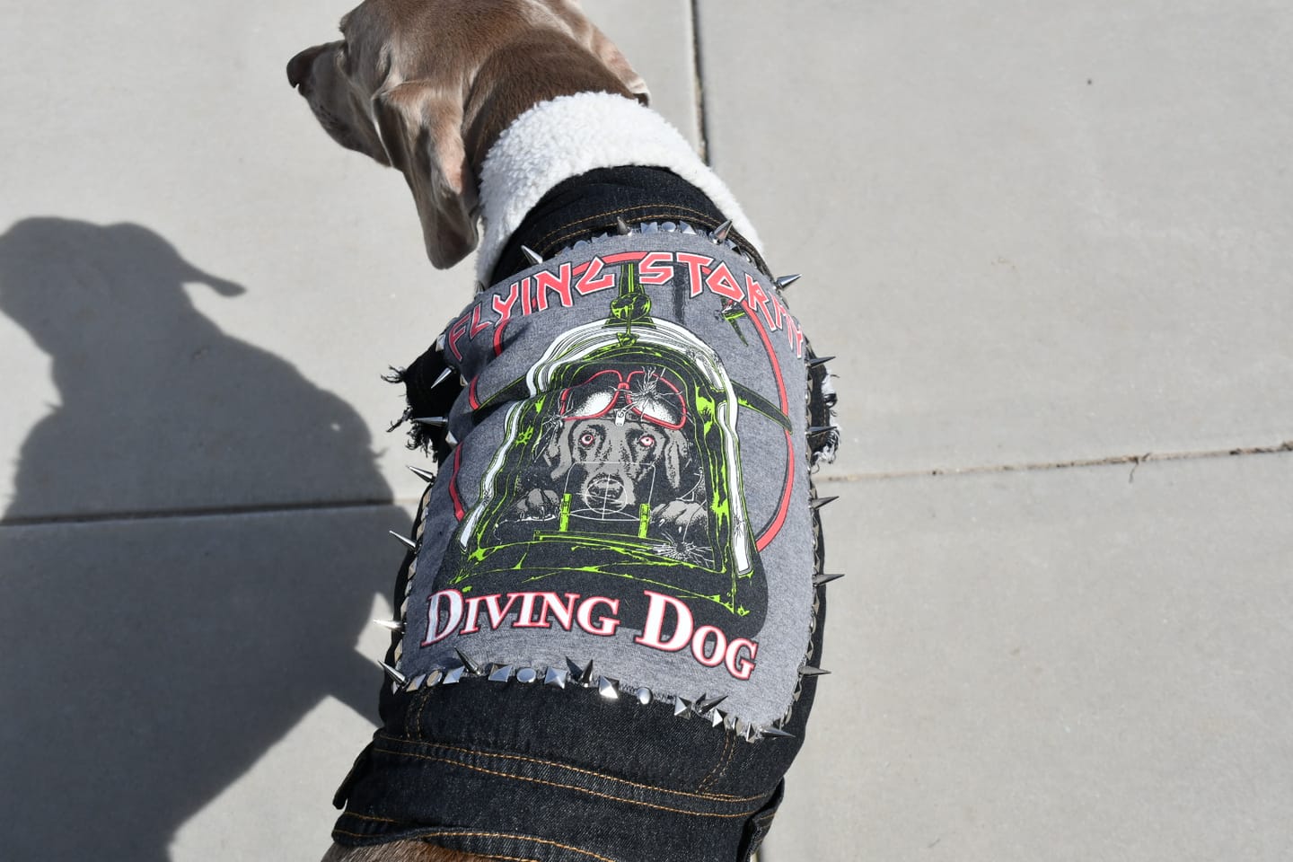 Customer photo review of Sherpa Denim dog vest + Dog Band Hoodie Set