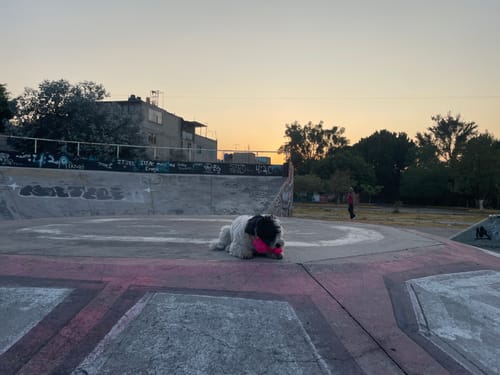 Customer photo review of CT0101 1 Pieza De Juguete Para Mascota