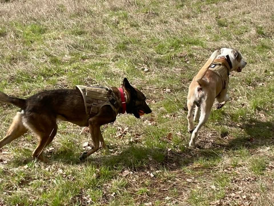 Customer photo review of Harnais tactique chien K9 - TactiK9 Pro : polyvalent et durable
