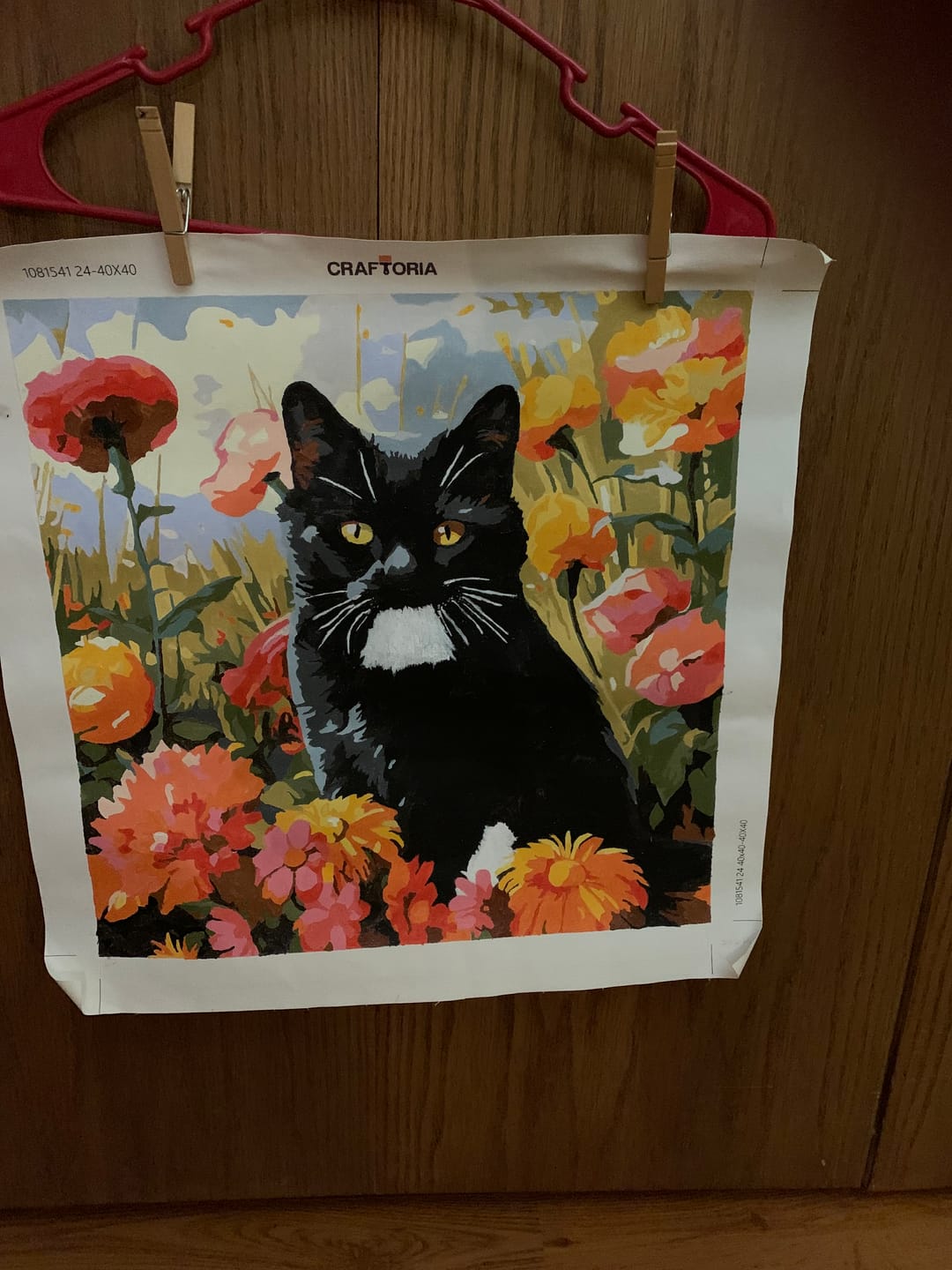 Customer photo review of Sunny Feline