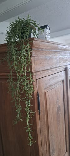 Customer photo review of Rozemarijn Kunst hangplant 70cm