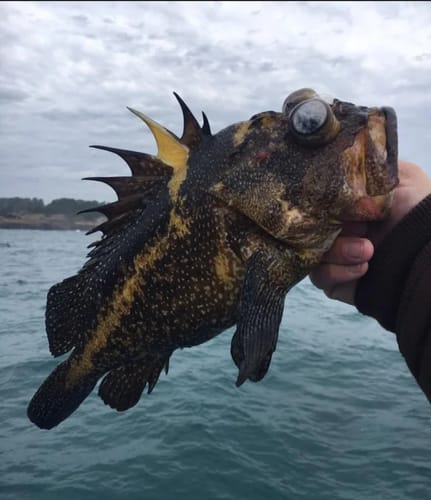 Customer photo review of Rockfish Bobber 2.25 oz for Long Casting Fisherman's Life®