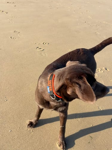 Customer photo review of Neoprene Dog Collar with Name - M | 4Kyon