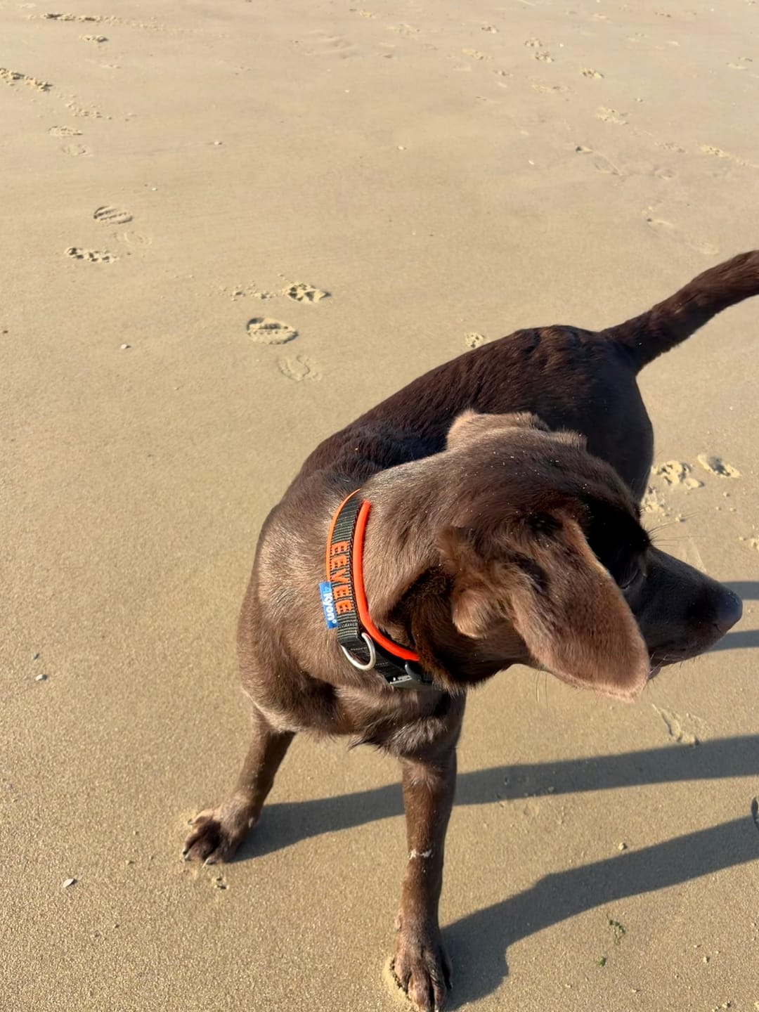 Customer photo review of Neoprene Dog Collar with Name - M | 4Kyon