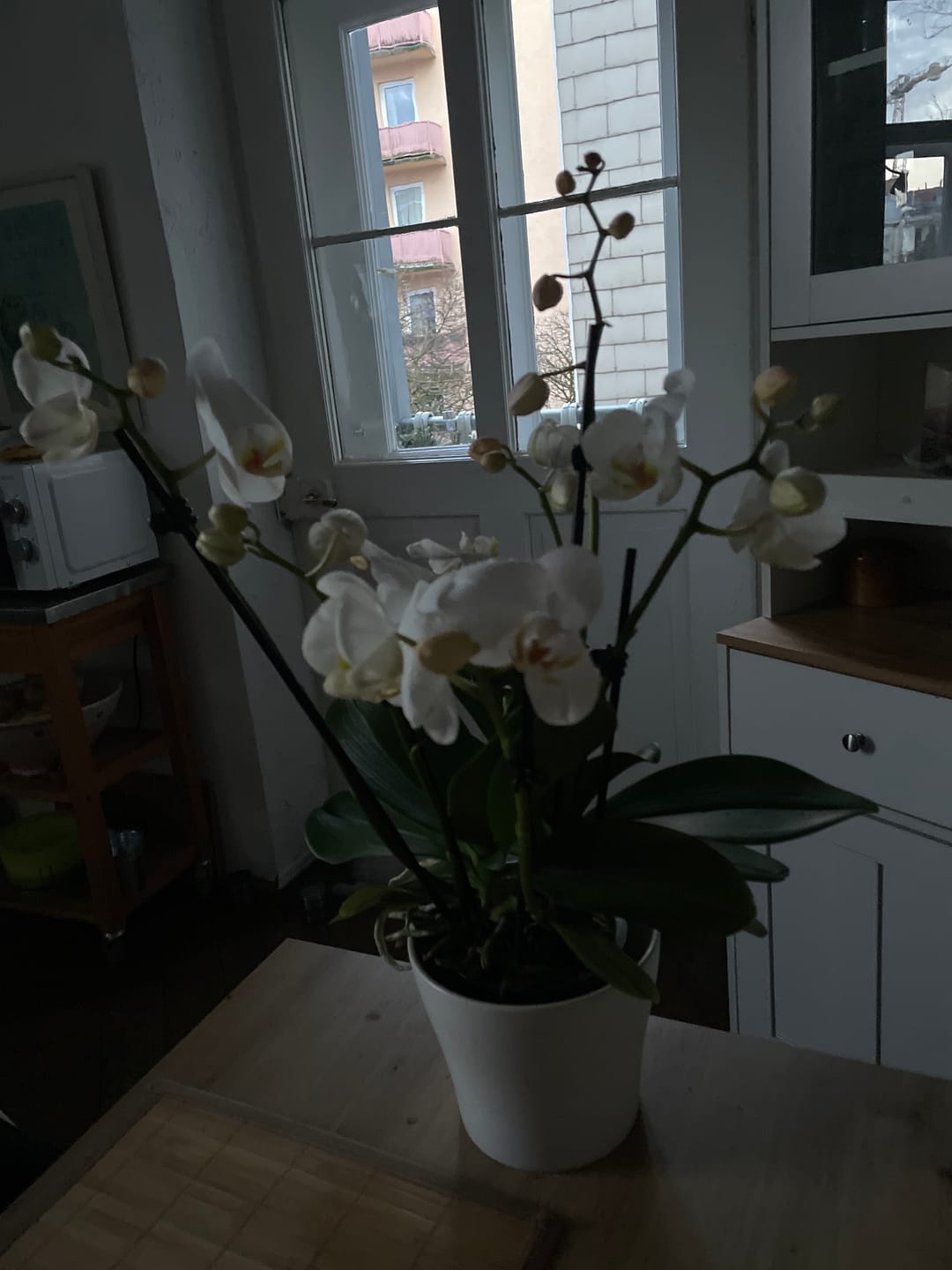 Customer photo review of Große Two of Us Weiß mit weißen Blüten und 5+ Rispen