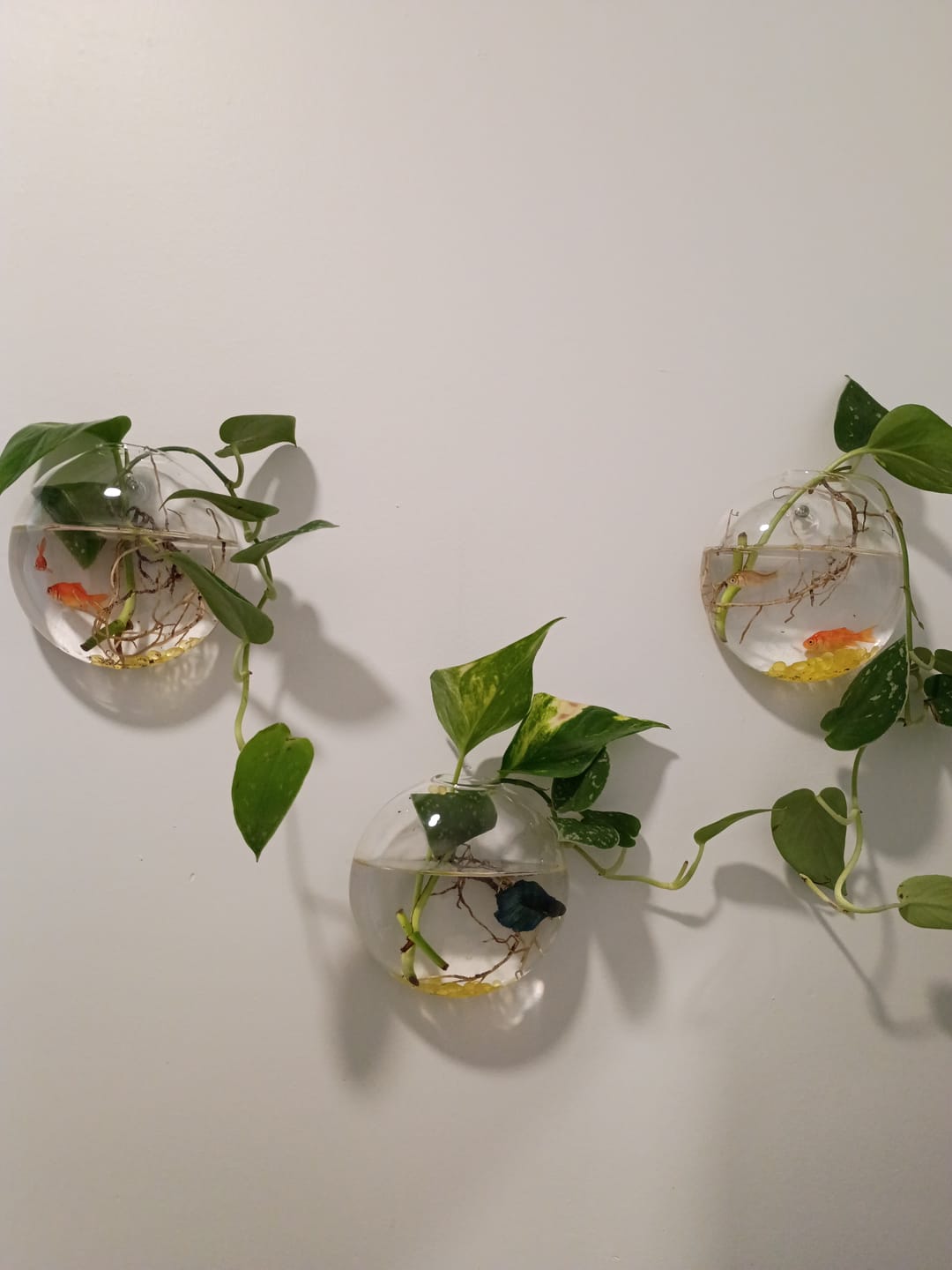 Customer photo review of Golden Pothos Cuttings - Low Light Indoor Plant - Tropical Vining Plant - Air Purifier Plant