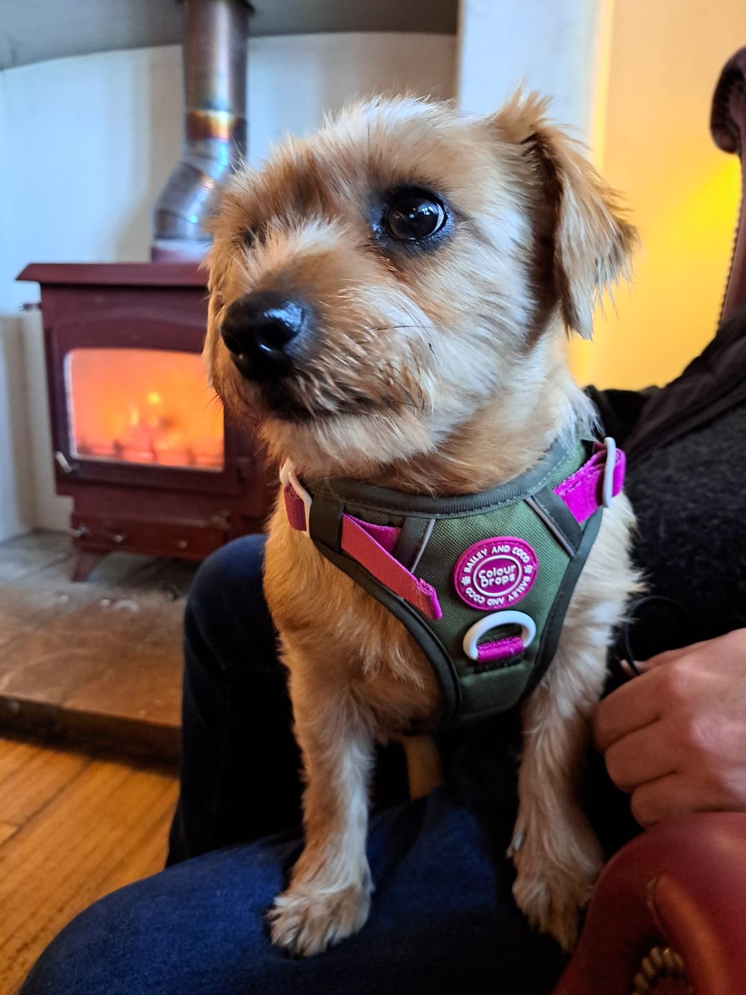 Customer photo review of Trail & Glow Dog Harness - COLOUR DROPS® - Olive it Hot
