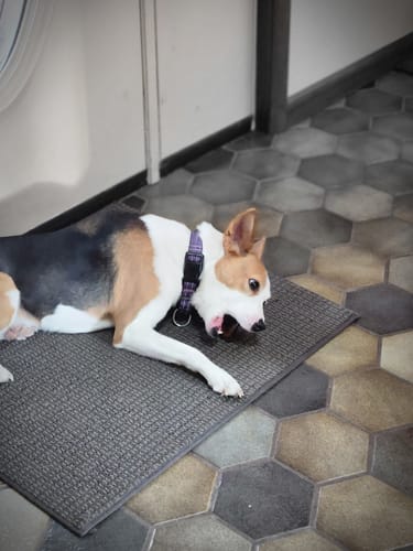 Customer's dog lying on a gray mat, happily chewing on a Smoked Beef Marrow Bone.
