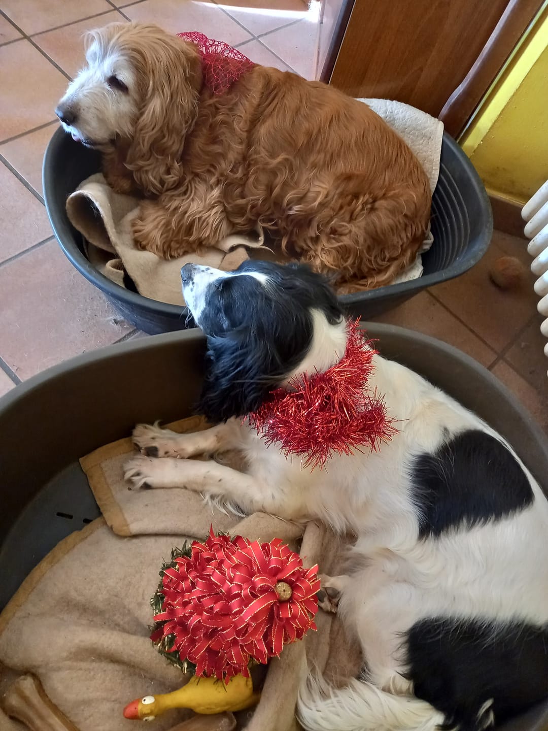 Customer photo review of Belly Champ €9,90 (-71%)