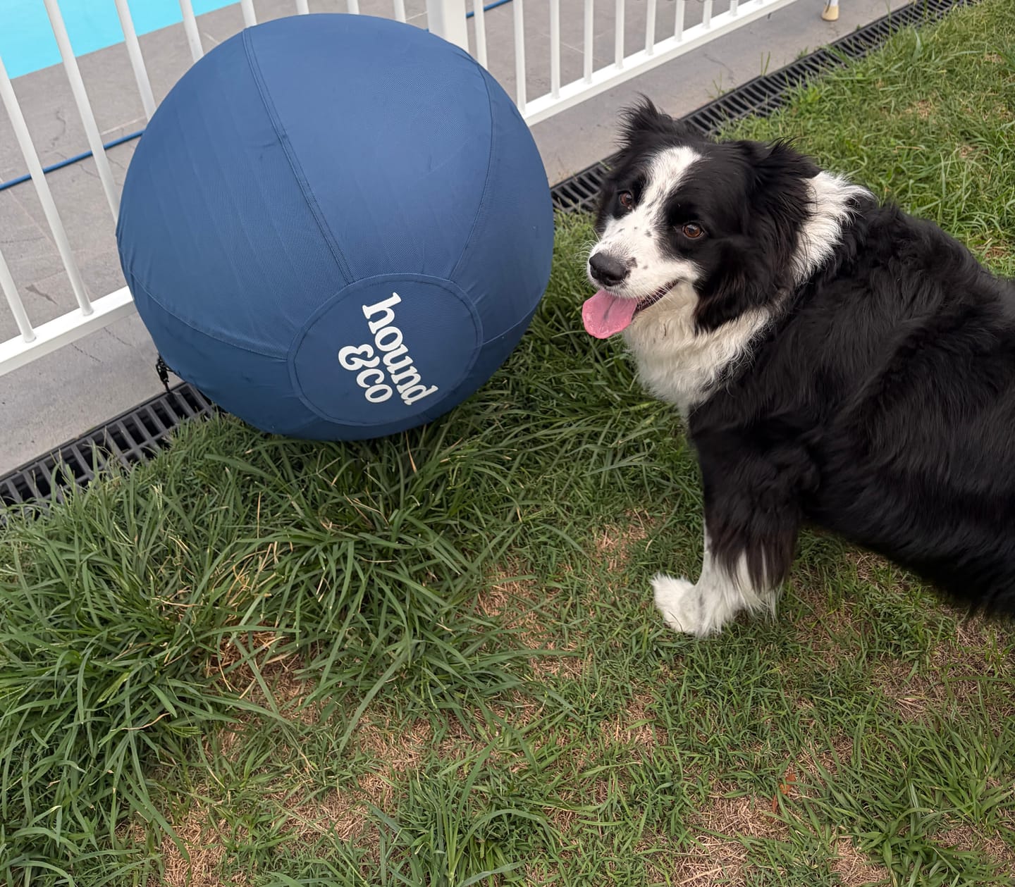 Customer photo review of Herding Ball