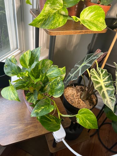 Customer's full Pothos Churchill Gold plant with variegated leaves trailing over a wooden plant stand.