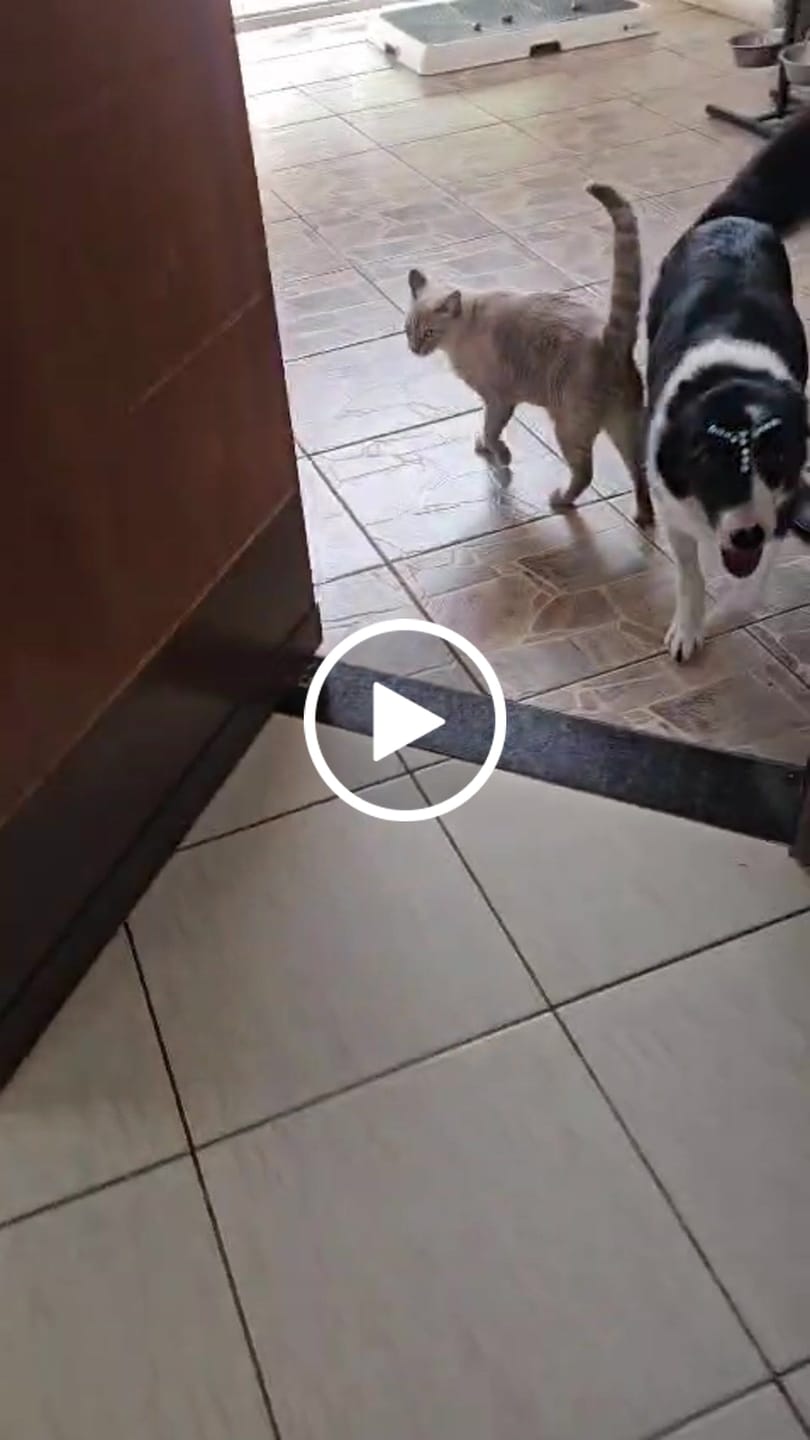 Customer video review of Weasy Cão | Banheiro inteligente para cachorro