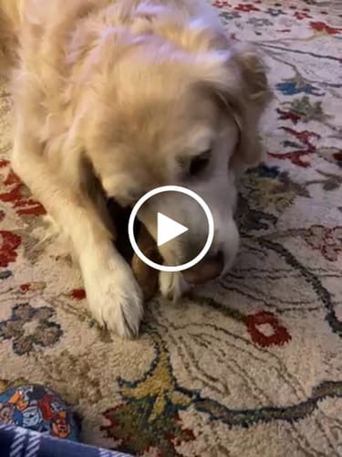 Customer video review of Large Ostrich Cane (11.5" x 5"): The Ultimate Long-Lasting Chew for Medium, Large & XL Dogs