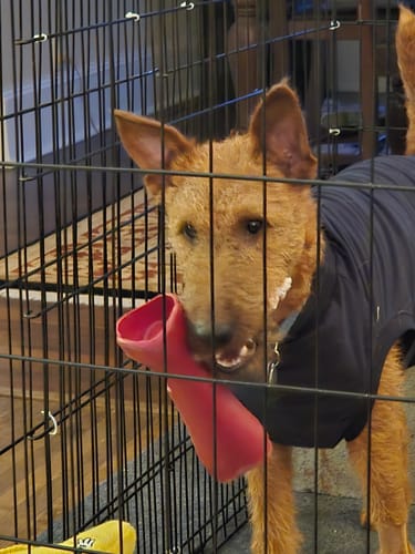 Customer's dog in a crate holding a red holder in its mouth containing a 6 Inch Braided Bully Stick.