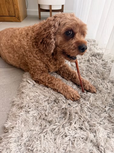 Customer photo review of Pizzle Stix (1kg pack)