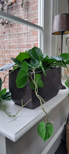 Customer photo review of Neocheiropteres Kunst hangplant 80cm