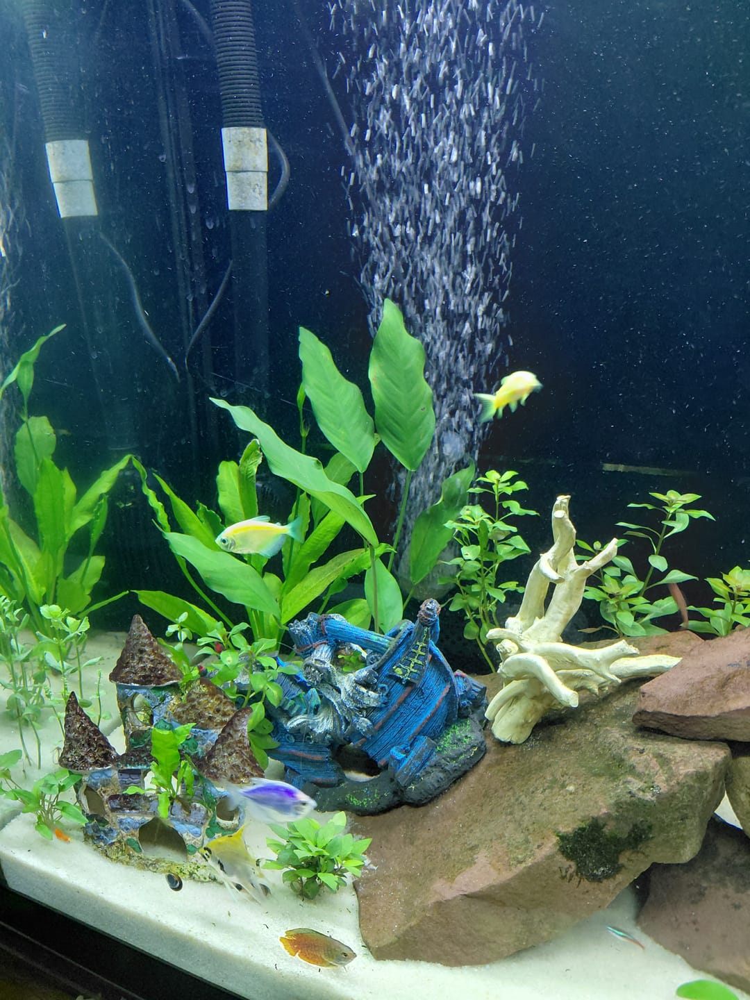 Customer photo review of Anubias Nancon
