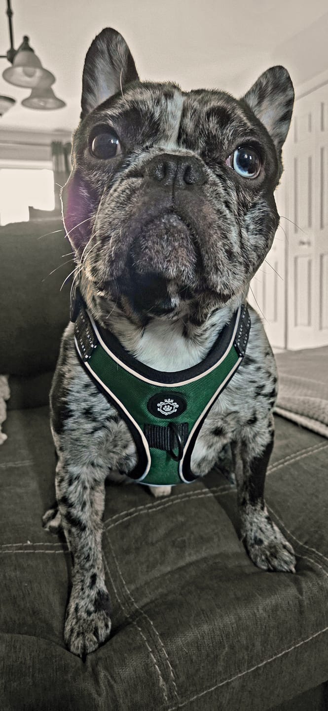 Customer photo review of Mystery Box - Dog