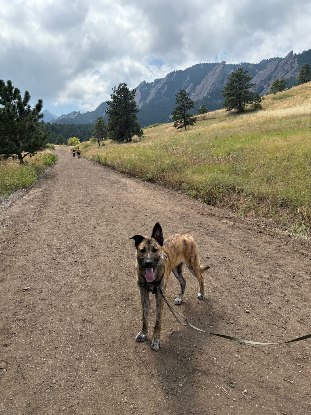 Customer photo review of Waterproof Multi-Way Dog Leash | Built with BioThane®