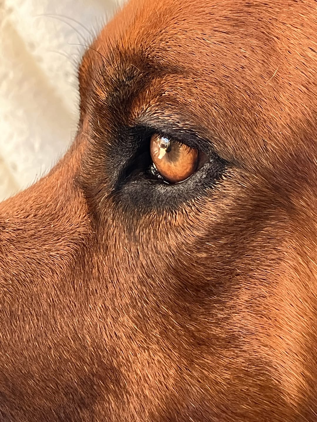 Customer photo review of OptiWize Collagen +Plus Dog and Cat Joint Health Supplement