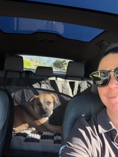Dog resting comfortably in the back seat on Team K9 car gear