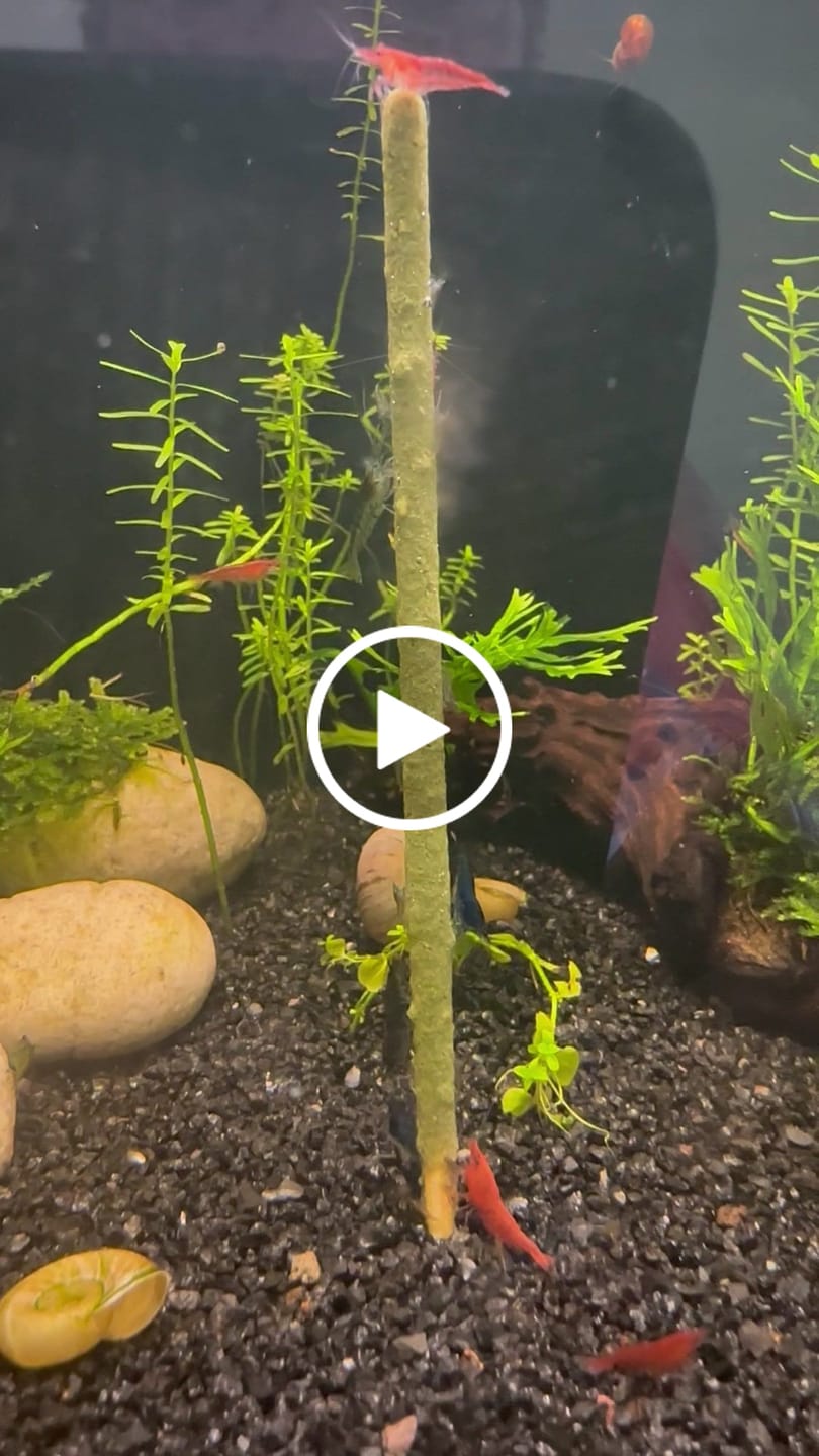 Customer video review of Shrimp Pops By SAS