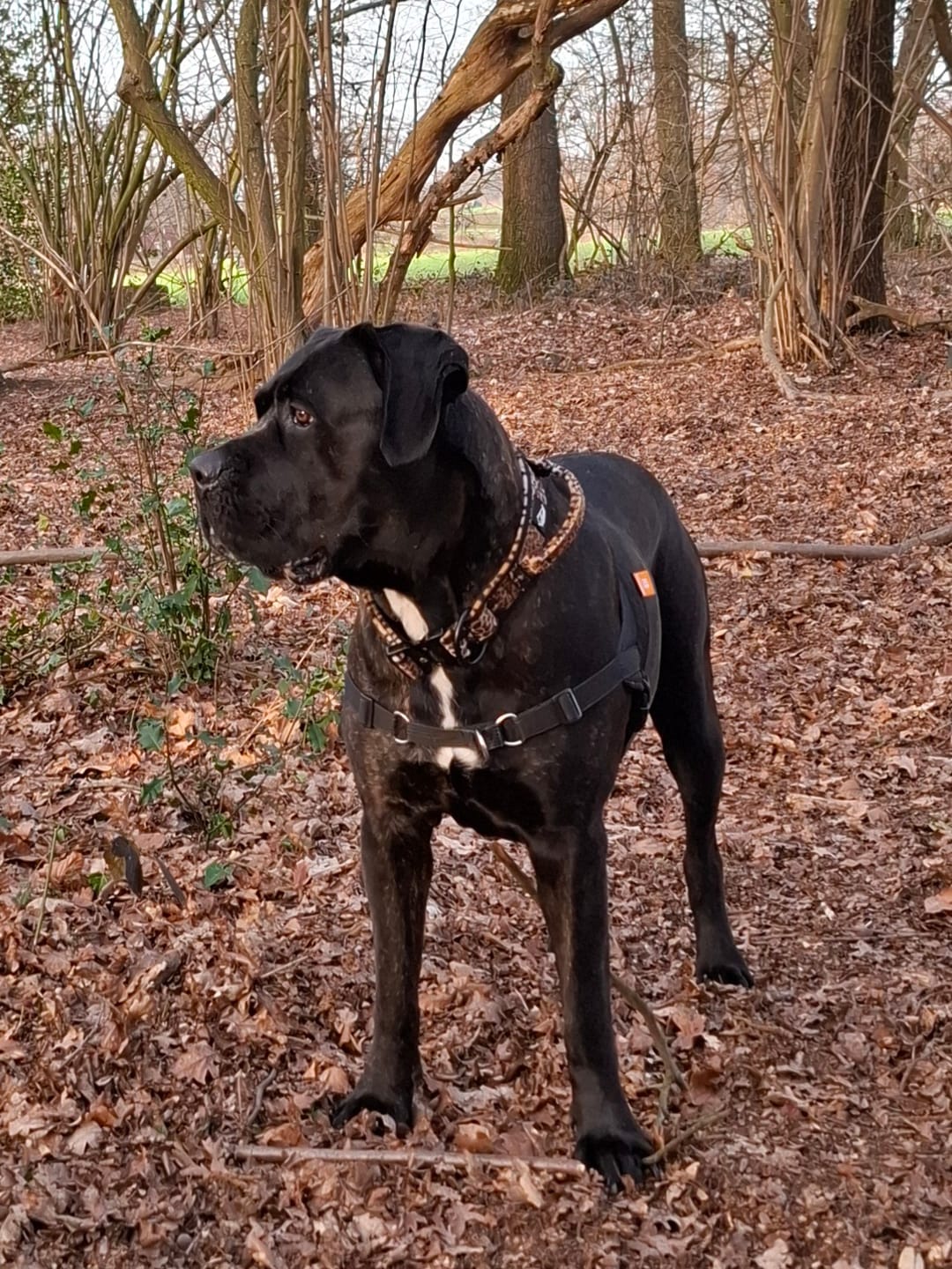 Customer photo review of Multileash Leopard - Multifunktionellt koppel