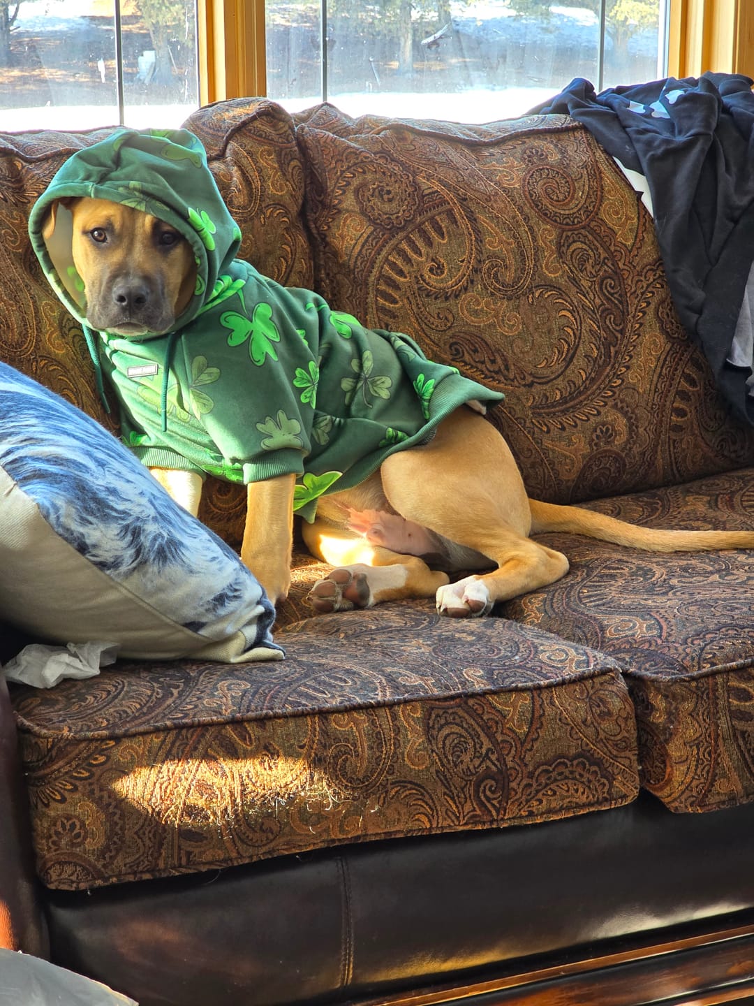 Customer photo review of St. Paddy's Dog Hoodie - Dark Green (Limited Edition)
