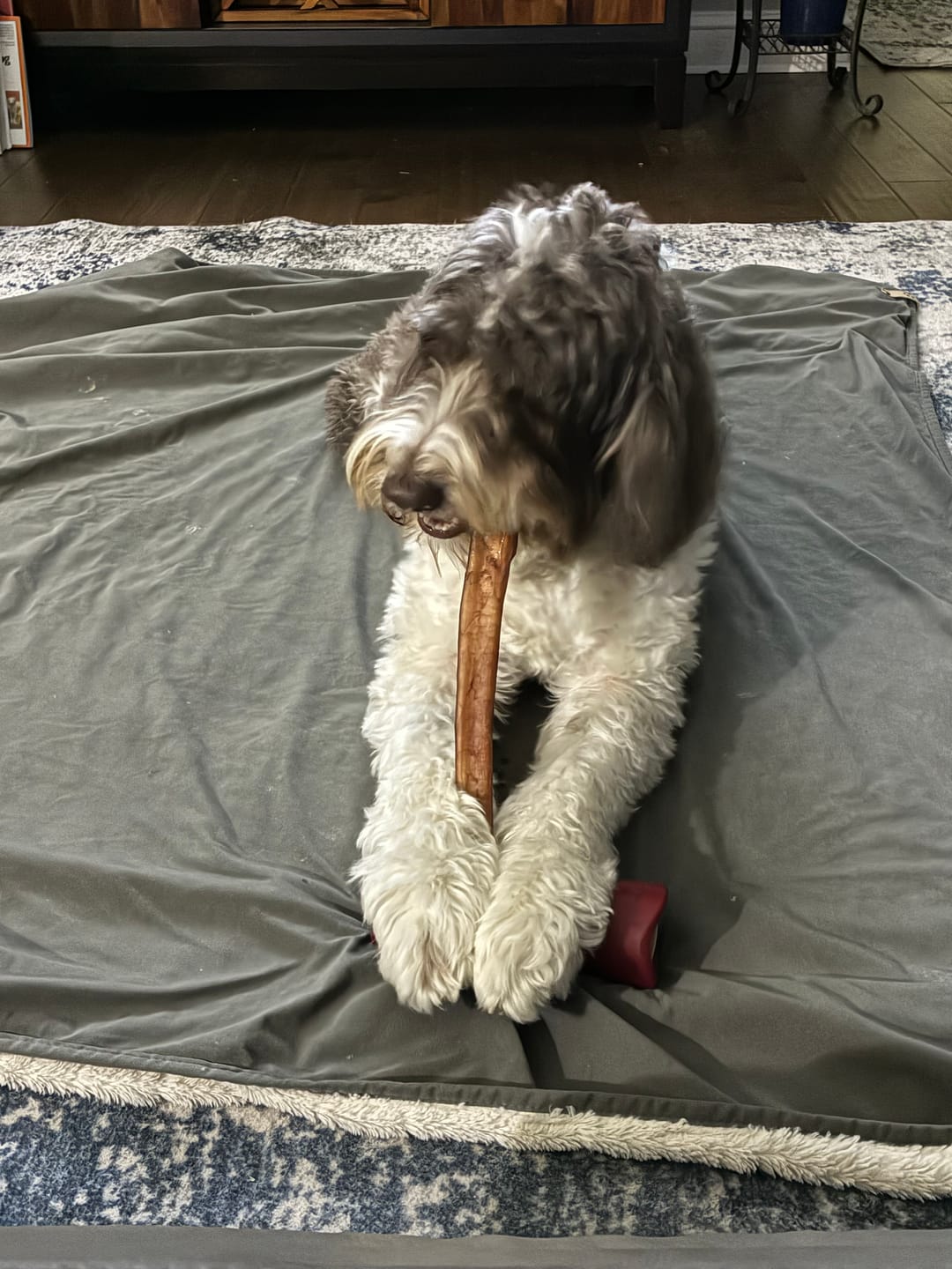 Customer photo review of 12 Inch Monster Bully Stick