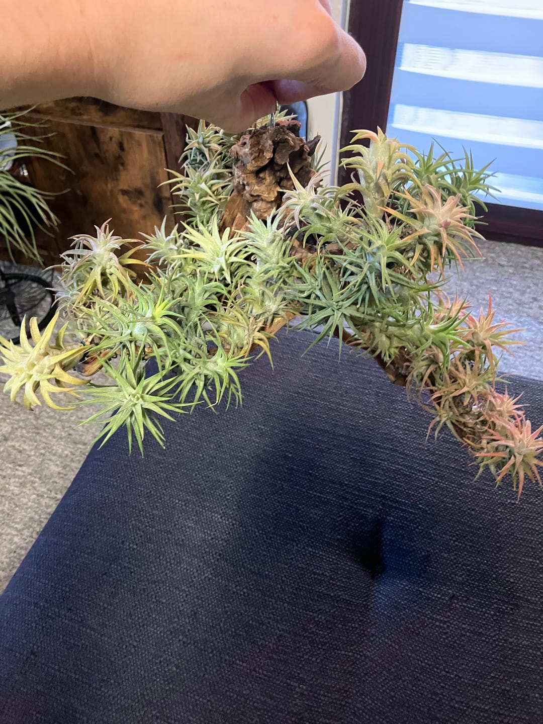 Customer photo review of Tillandsia vanhyningii
