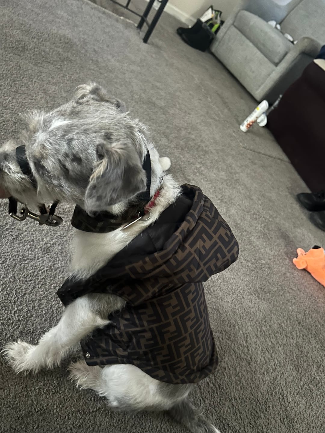 Customer photo review of Winter Designer Dog Dope Coats